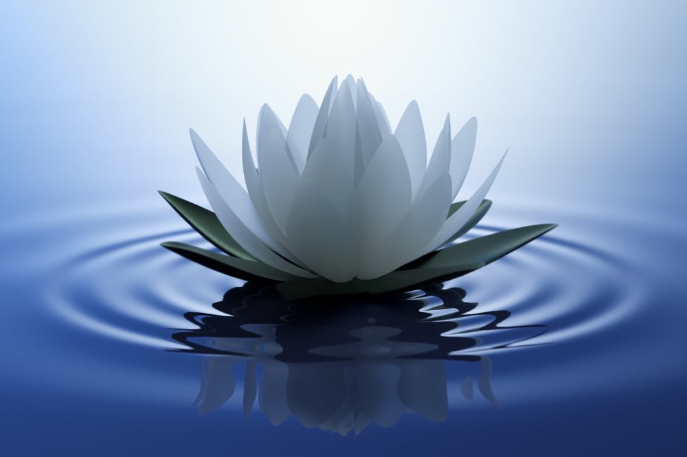 Flor de lótus